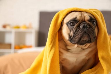 Evde battaniyeli şirin bir Fransız bulldog, yakın plan.
