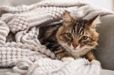 Yumuşak battaniyeye sarılı şirin kedi evdeki oturma odasında kanepede yatıyor.