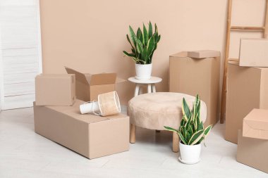 Osmanlı, ev bitkileri ve bej duvarın yanındaki karton kutular. Taşınma konsepti