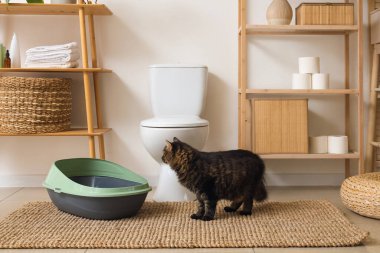 Tuvaletteki çöp kutusunun yanındaki sevimli tekir kedi.