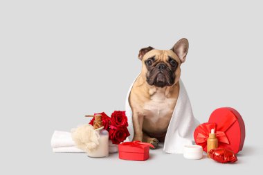 Havlu içinde tatlı Fransız bulldog, spa malzemeleri, güller ve beyaz arka planda hediye kutuları. Sevgililer Günü kutlaması