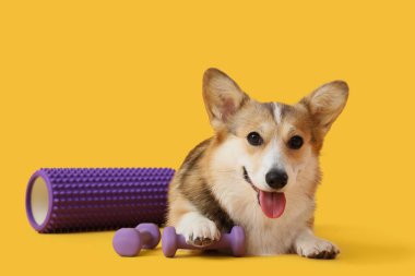 Sarı arka planda duran halterli ve köpüklü şirin Corgi köpeği.