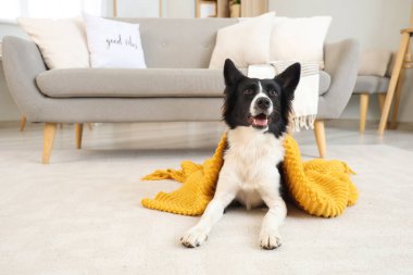 Evde yerde ekose kumaşlı şirin bir Collie köpeği.