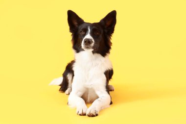 Sarı arka planda yatan şirin Sınır Köpeği Collie