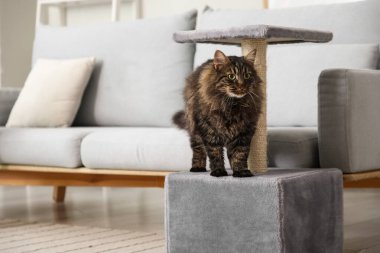 Evdeki tırmalama direğinin yanındaki sevimli tüylü kedi.