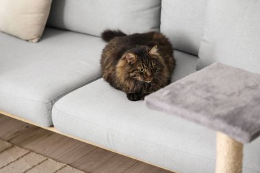 Şirin tüylü kedi evdeki tırmalama direğinin yanındaki kanepede yatıyor.