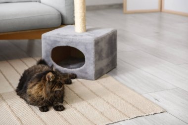 Şirin pofuduk kedi evde tırmalama direğinin yanında yatıyor.