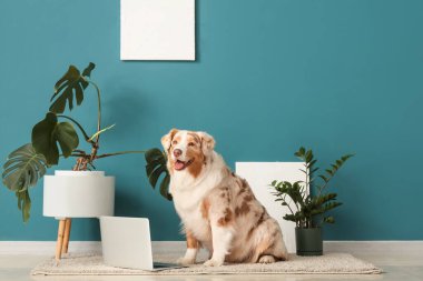 Dizüstü bilgisayarı ve mavi duvarın yanında bitkileri olan sevimli Avustralya çoban köpeği.