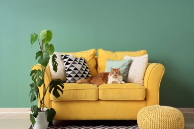 Evdeki sarı kanepede yastıklı sevimli tüylü kedi.