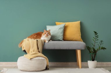 Yeşil duvarın yanındaki yumuşak bankta duran ekose ve yastıklı sevimli tüylü kedi.