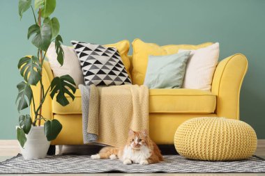 Oturma odasındaki kanepenin yanındaki halıya uzanmış sevimli tüylü kedi.