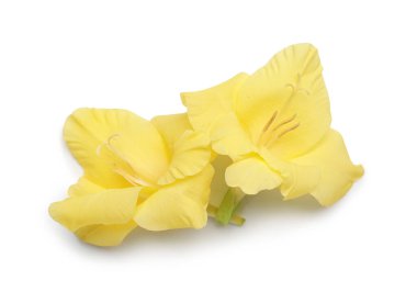 Beyaz arka planda güzel sarı gladiolus çiçekleri