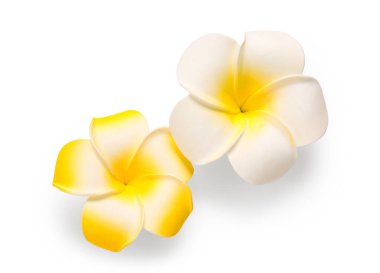 Beyaz arka planda farklı güzel tesisat çiçekleri