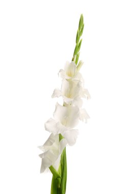 Gladiolus çiçeğinin dalları beyaz arkaplanda izole edilmiş, yakın plan