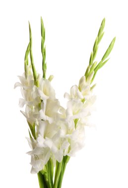 Beyaz arka planda izole edilmiş güzel beyaz gladiolus çiçekleri, yakın plan