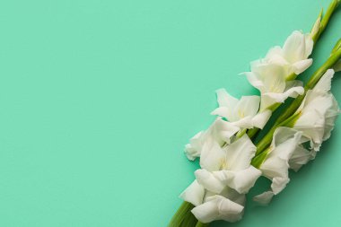 Yeşil arka planda güzel gladiolus çiçeklerinin dalları, yakın plan