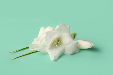 Yeşil arka planda güzel gladiolus çiçekleri, yakın plan