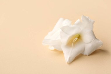 Bej arkaplanda beyaz gladiolus çiçeği, yakın plan