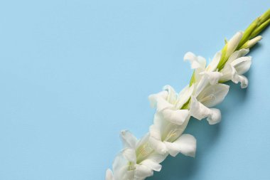 Mavi arka planda güzel bir gladiolus çiçeği dalı, yakın plan.