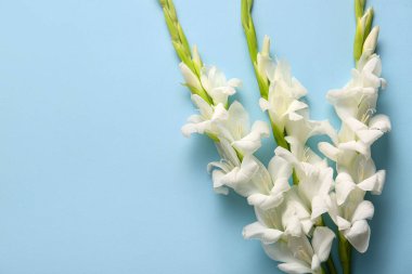 Güzel gladiolus çiçeklerinin dalları mavi arka planda, yakın plan