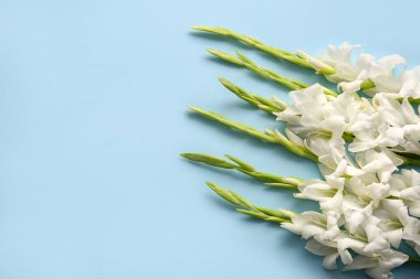 Güzel gladiolus çiçeklerinin dalları mavi arka planda, yakın plan
