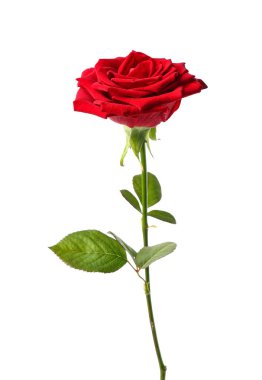 güzel beyaz zemin üzerine kırmızı gül çiçek