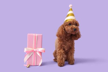 Parti şapkalı sevimli kaniş köpeği. Hediye kutusu leylak arka planda oturuyor.