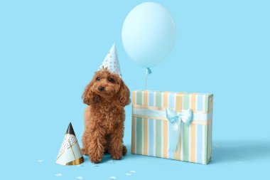 Parti şapkalı sevimli kaniş köpeği, balonlu ve mavi arka planda bir hediye.