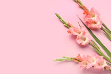 Pembe arka planda güzel gladiolus çiçekleri olan kompozisyon
