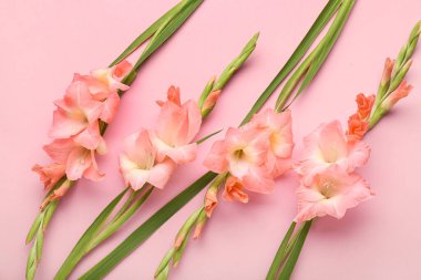 Pembe arka planda güzel gladiolus çiçekleri, yakın plan