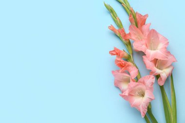 Mavi arka planda güzel gladiolus çiçekleri