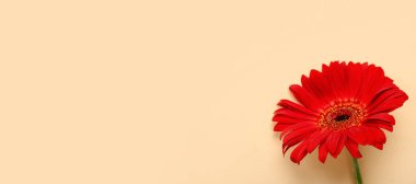 Bej arkaplanda kırmızı gerbera çiçeği