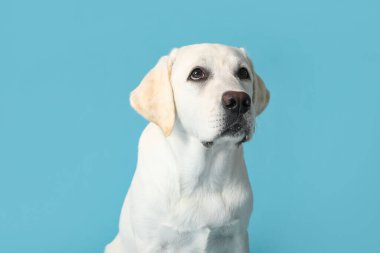 Mavi arka planda şirin Labrador av köpeği.