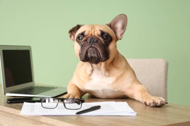 Laptop, kağıt ve gözlüklü komik Fransız bulldog yeşil arka planda ofis masasında oturuyor.
