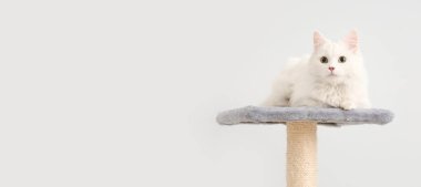 Sevimli beyaz kedi çizik direğinde yatarken arkaplanı hafif ve metin için yeri var.