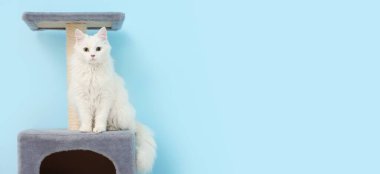 Sevimli beyaz kedi mavi arkaplanda yazı için yeri olan tırmalama direğinde oturuyor.