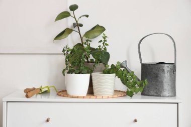 Işık duvarının yanındaki tuvalette bahçe aletleri olan bitkiler