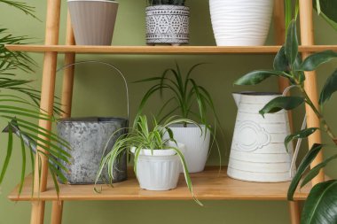 Yeşil duvarın yanındaki raflarda su bidonları olan bitkiler