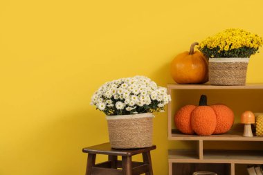 Sonbahar dekorlu raf ünitesi ve sarı duvarın yanında kasımpatı çiçekleri. Yakın çekim.