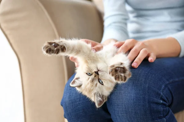 Femme Avec Chaton Drole Mignon A La Maison Peu Chatons Stock Photo