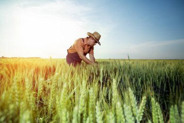 Büyüteç ile buğday kalitesini kontrol çiftçi