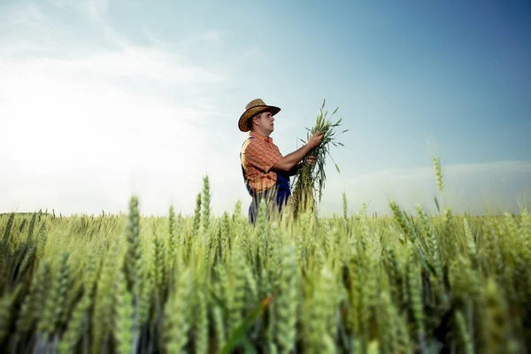 Agricultor Com Trigo Nas Mãos — Fotografia de Stock