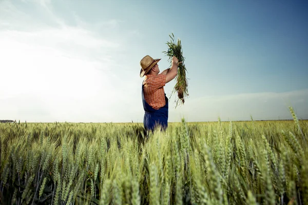 Farmer Checking Quality Wheat Magnifying Glass — Stock Photo, Image