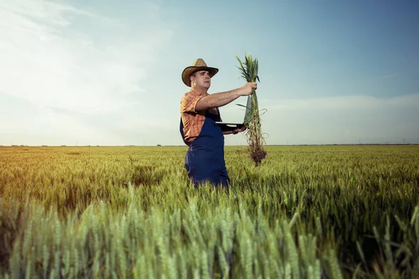 Agricultor Com Trigo Nas Mãos — Fotografia de Stock