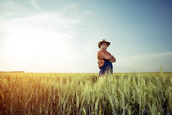 Фермер Стоящий Пшеничном Поле — стоковое фото