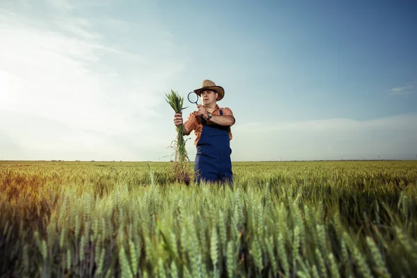 Landwirt Überprüft Weizenqualität Mit Lupe — Stockfoto