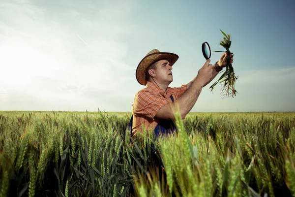 Kontrola Kvality Pšenice Lupou Farmář — Stock fotografie