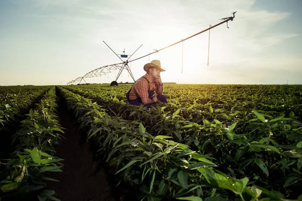 Giovane Agricoltore Nei Campi Pepe — Foto Stock