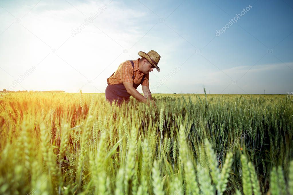 Farmer checking the quality of wheat with magnifying glass