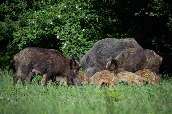 Wild Zwijn Familie Het Groene Gras — Stockfoto